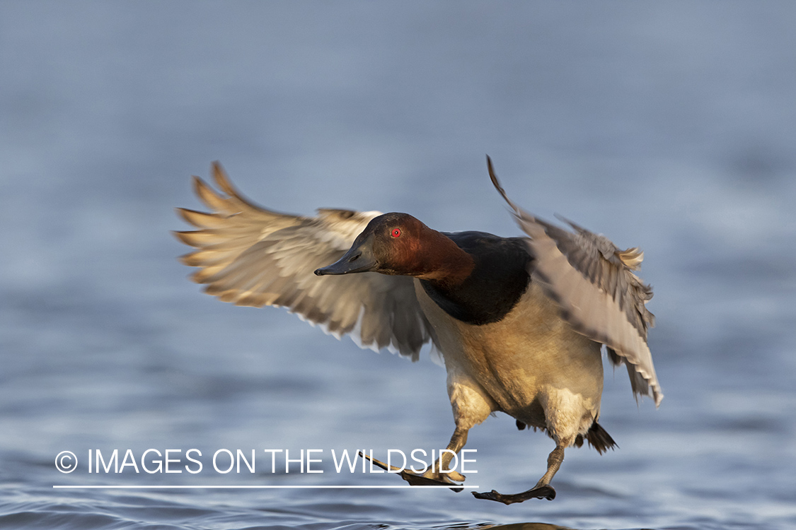 Canvasback in flight.