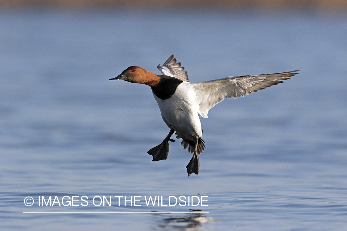 Canvasback in flight.