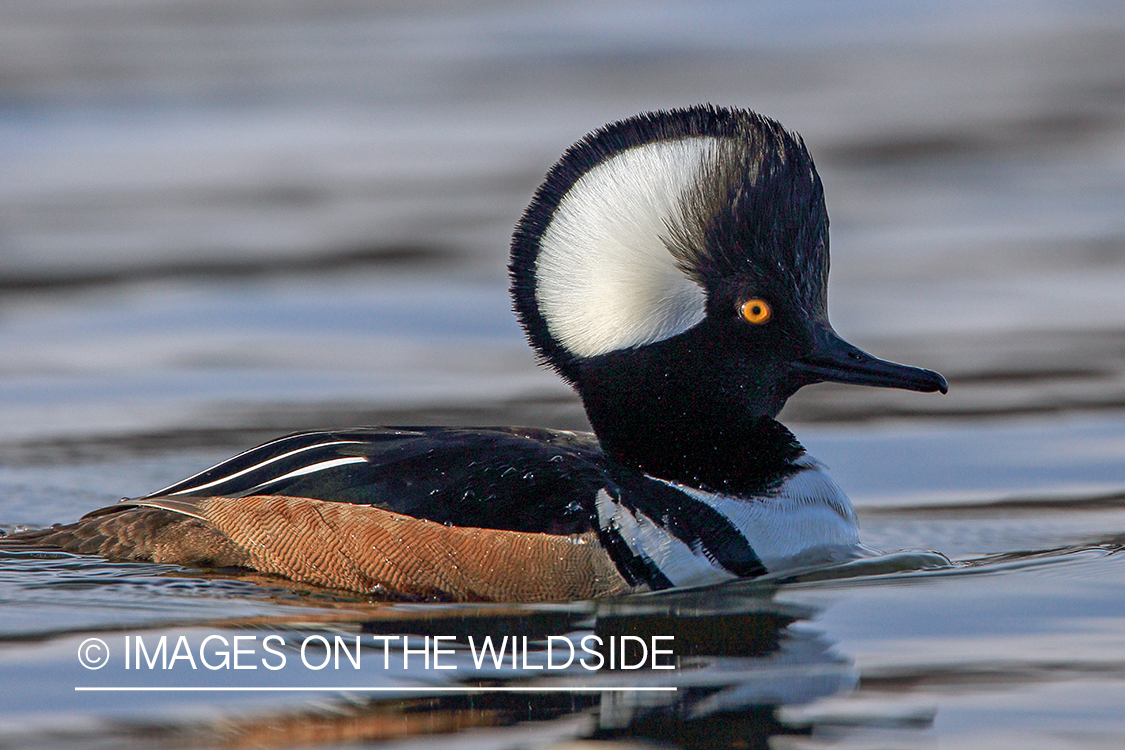 Hooded Merganser on water.