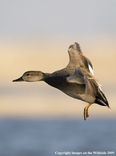 Gadwall duck in flight