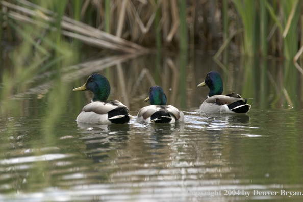 Mallards on pond.