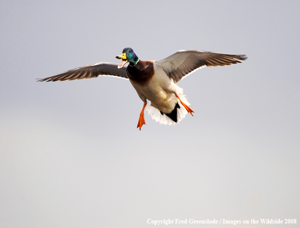 Mallard drake in flight