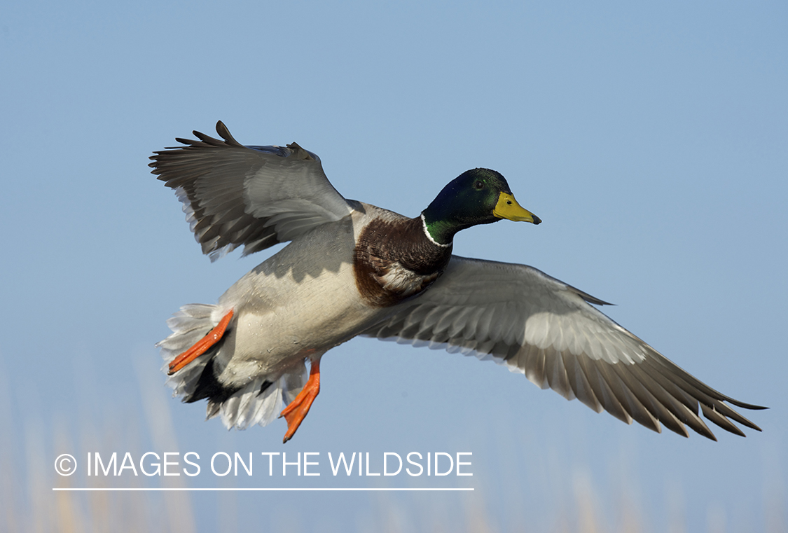 Mallard duck in flight.