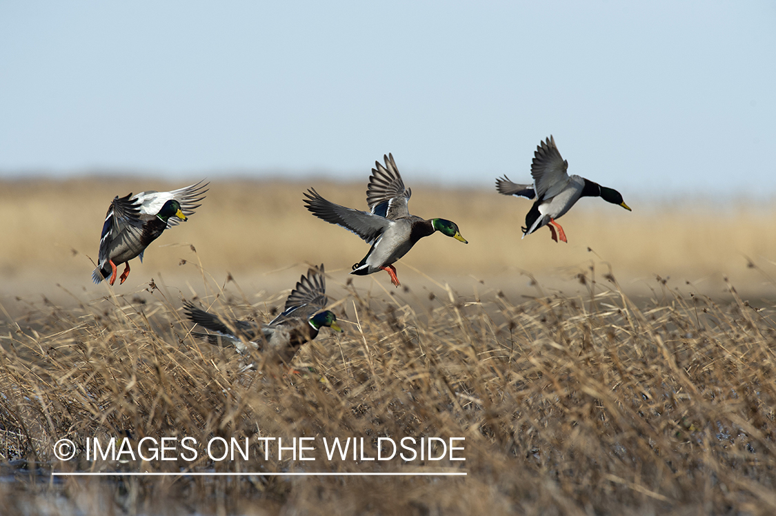 Mallards in flight.