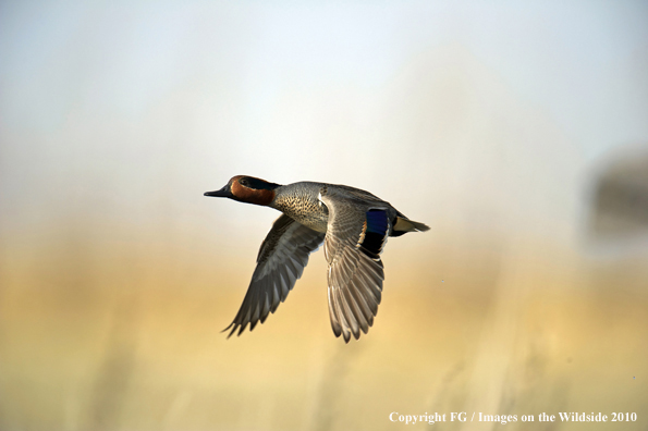 Green-winged teal drake in flight