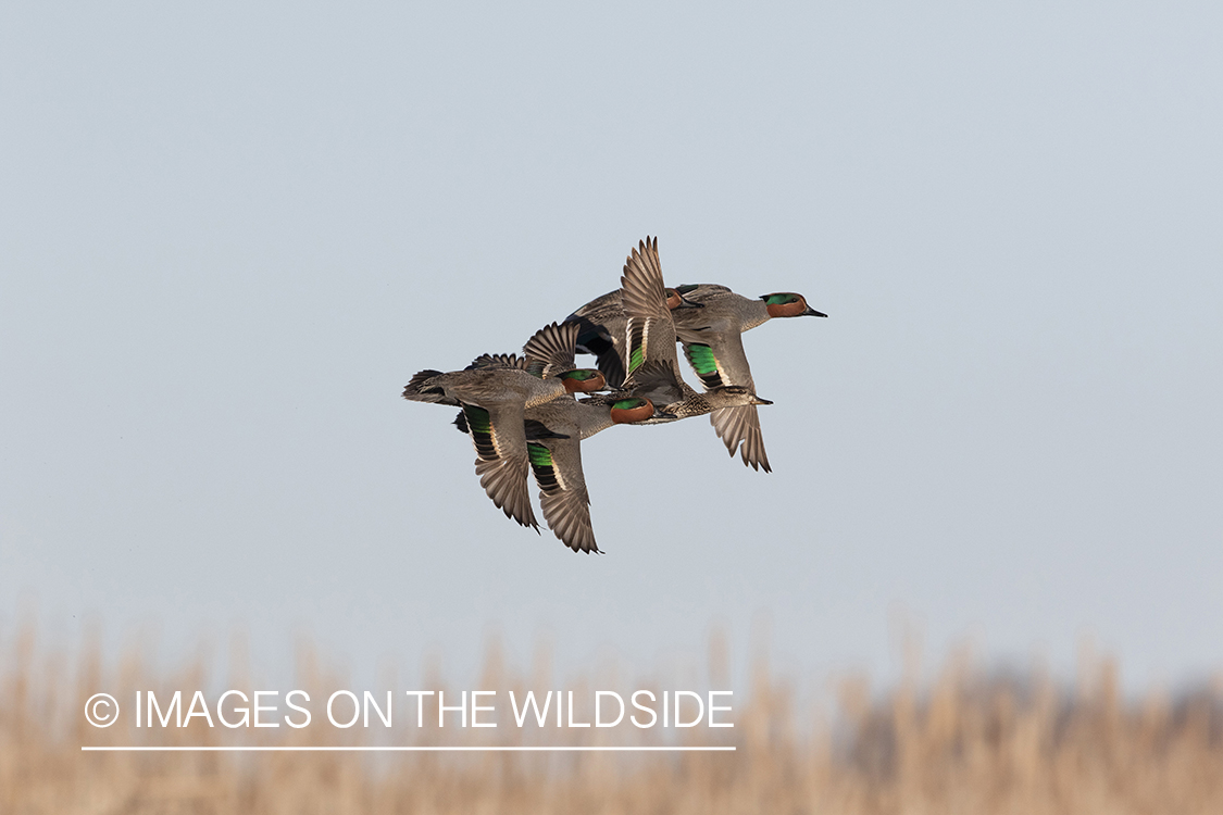 Green-winged Teal in flight.