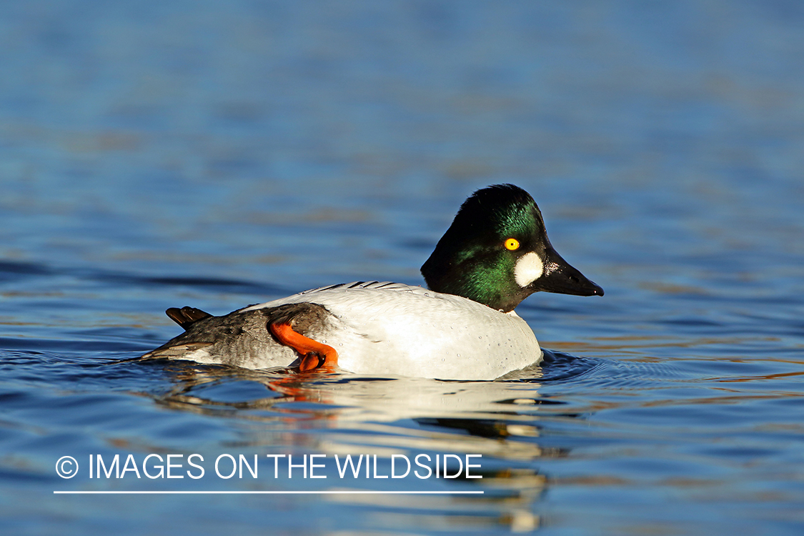 Common Goldeneye drake in habitat. 