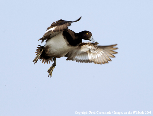 Lesser Scaup Duck