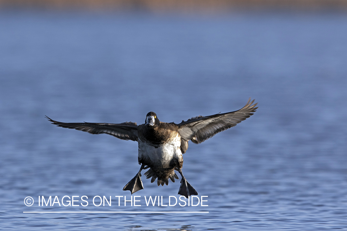 Lesser Scaup in flight.