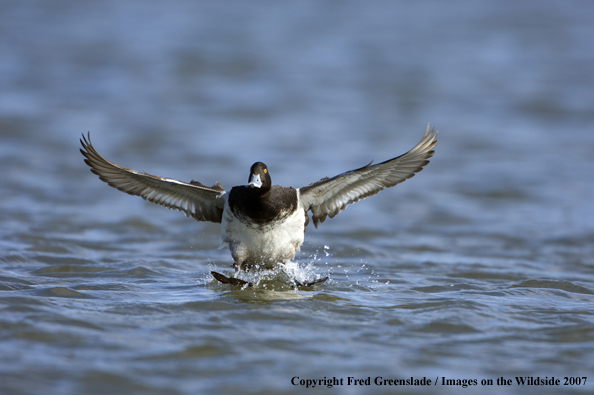 Greater Scaup in habitat