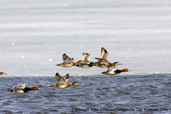 Redhead ducks in habitat.