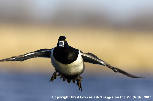 Ring-necked duck in flight