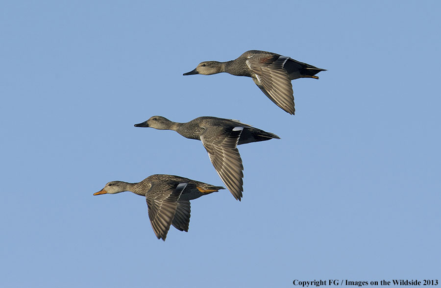 Mottled ducks in flight.