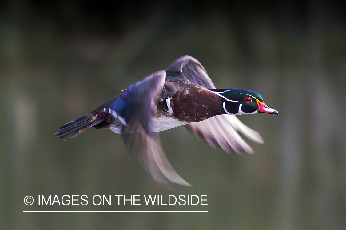 Wood duck in flight.