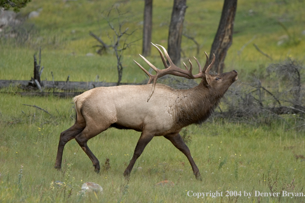 Rocky Mountain bull elk bugling.