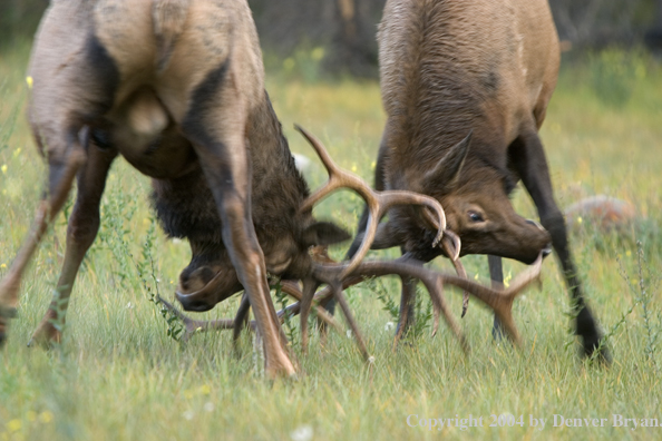 Rocky Mountain bull elk fighting.