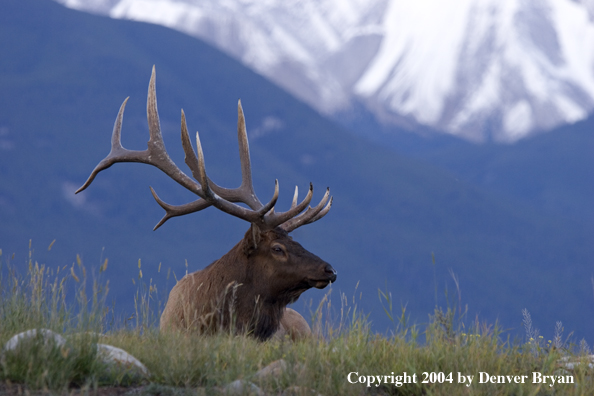 Rocky Mountain bull elk bedded.  Mountain backdrop.