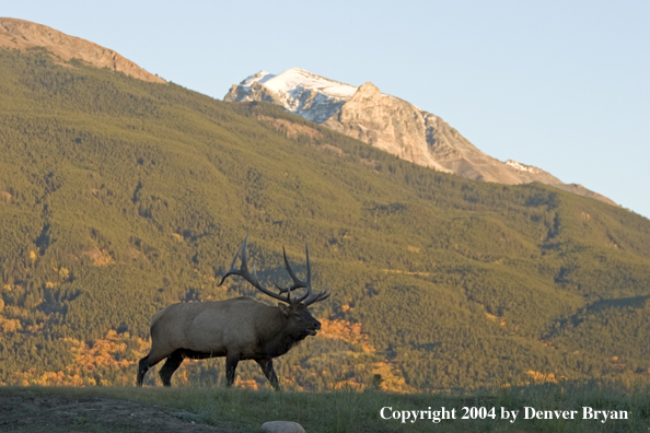 Rocky Mountain bull elk bugling.