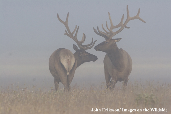 Bull elk in velvet.