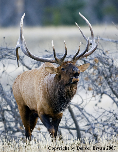 Elk in habitat