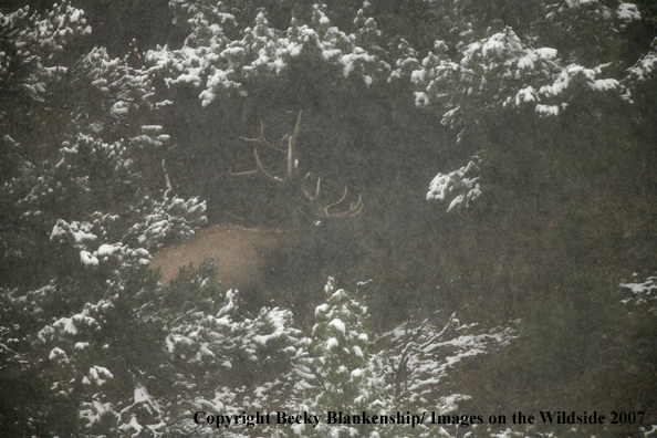 Rocky Mountian Bull Elk