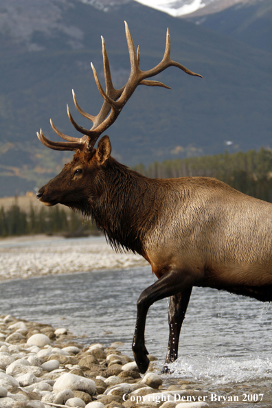 Rocky Mountain Elk crossing river