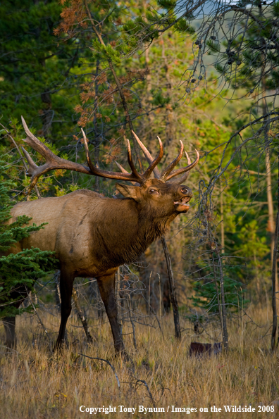 Rocky Mountain Elk in habitat