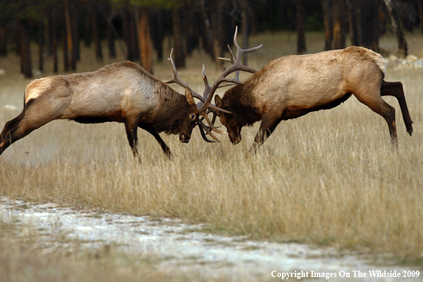 Bull Elk Fighting