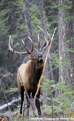 Rocky mountain elk in habitat.