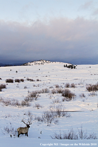 Rocky Mountain Bull Elk in habitat. 