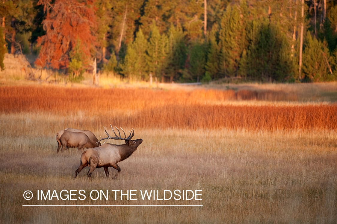 Bull elk in field. 