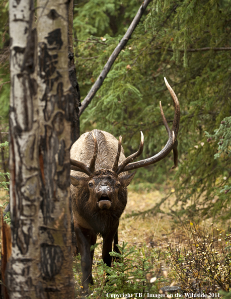 Rocky Mountain bull elk bugling. 