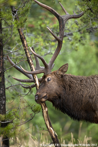 Bull elk rubbing branch. 