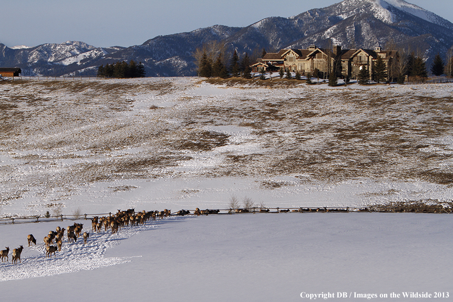 Elk in winter near urban area.