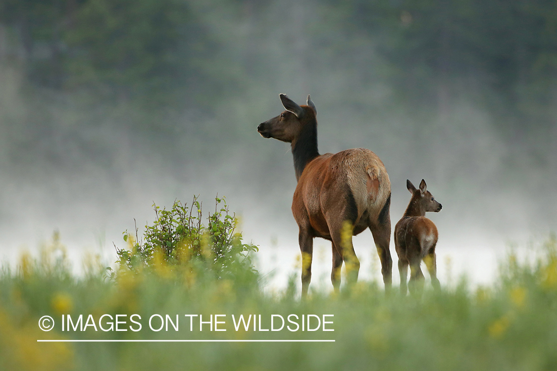 Rocky Mountain Elk with calf in habitat.