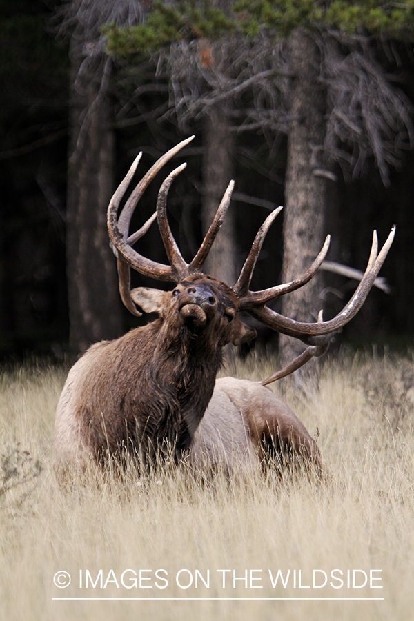 Rocky Mountain Bull Elk scratching rear end with antler.