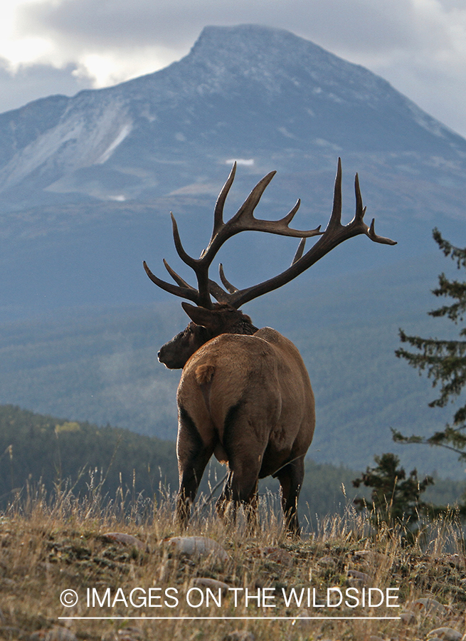 Rocky Mountain Bull Elk in habitat.