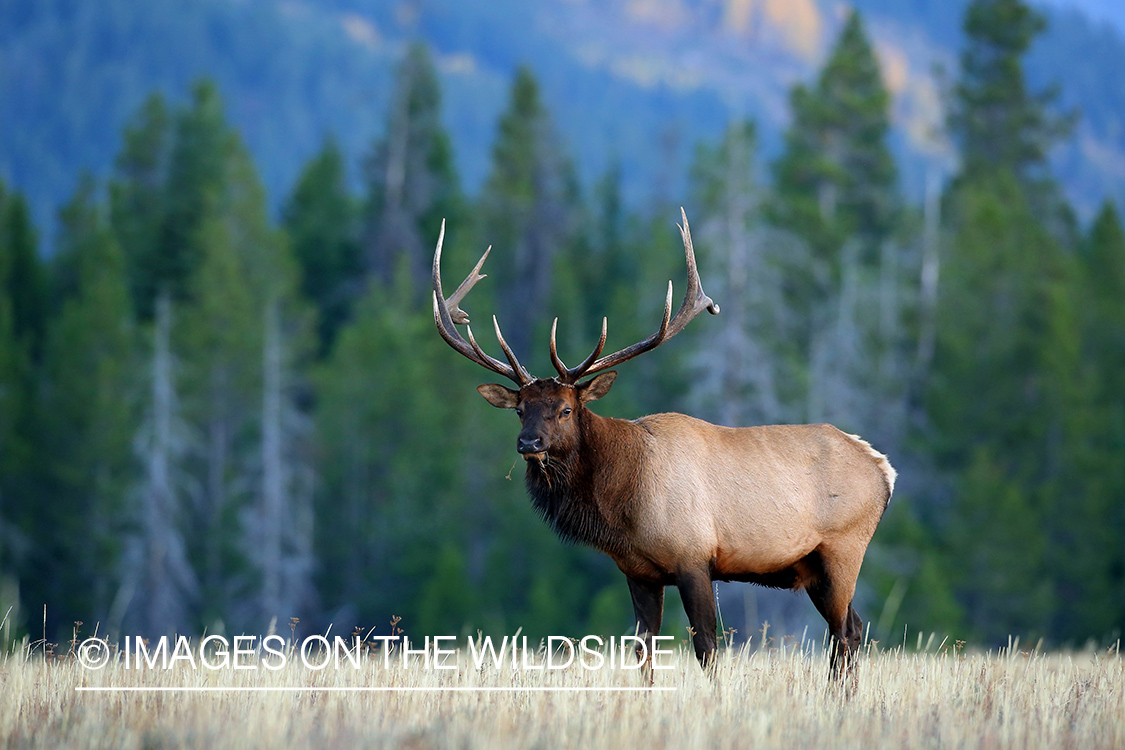 Bull elk in habitat.