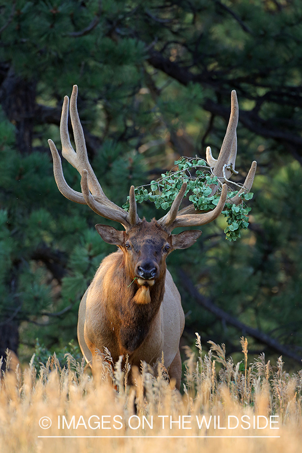 Bull elk in velvet with branch caught in antlers.