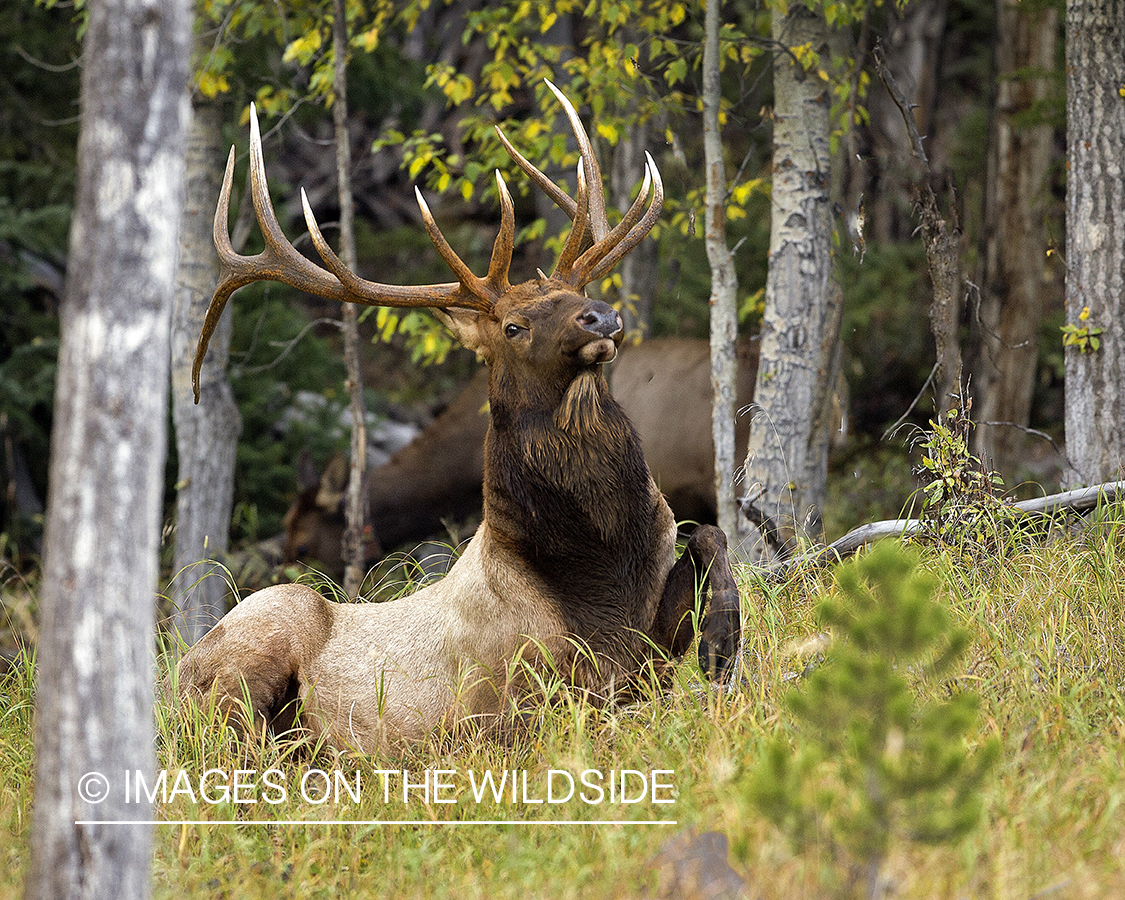 Bull elk in field.