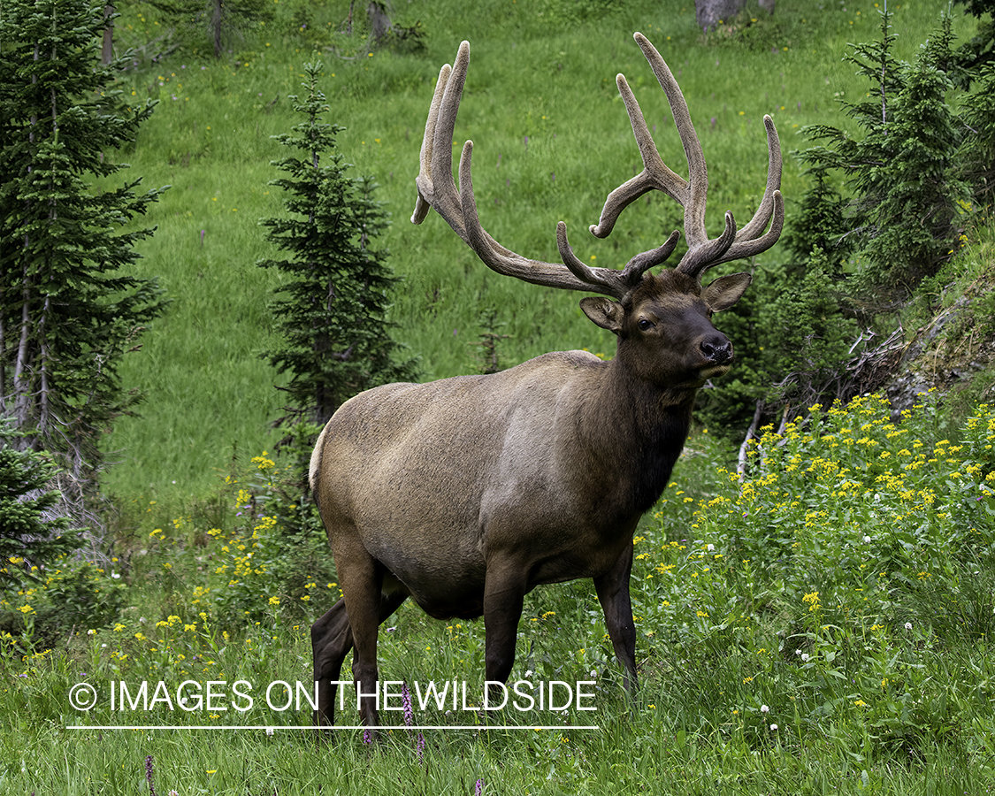 Bull elk in field.