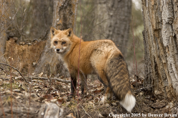 Red fox in habitat.