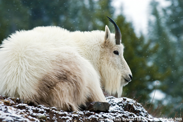 Billy Mountain Goat