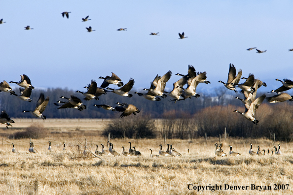 Canadian geese in flight