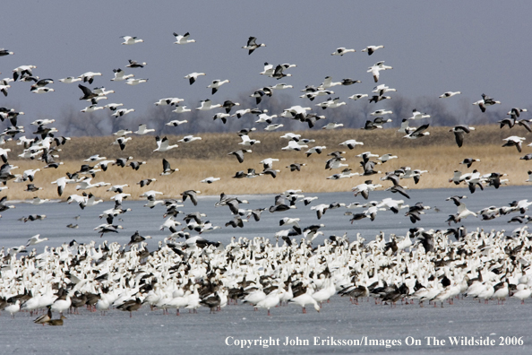 Snow geese in habitat.