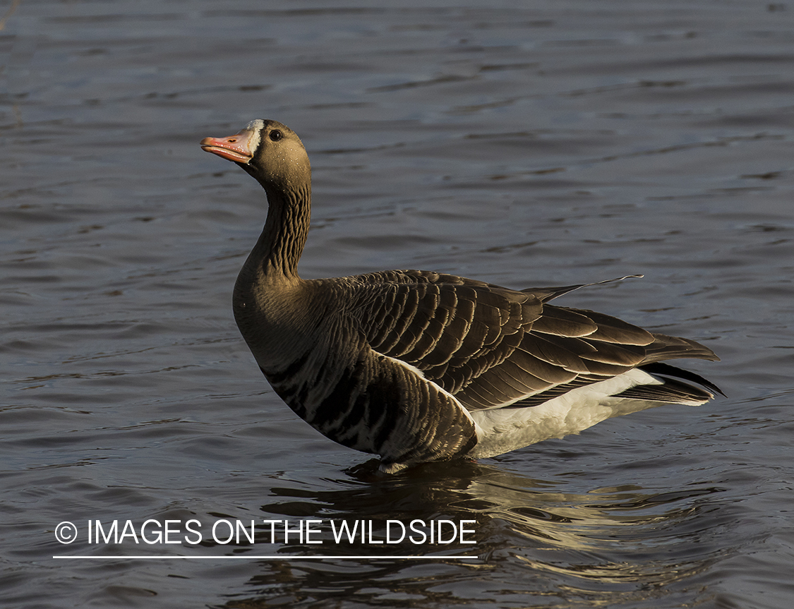 White-fronted goose in habitat.