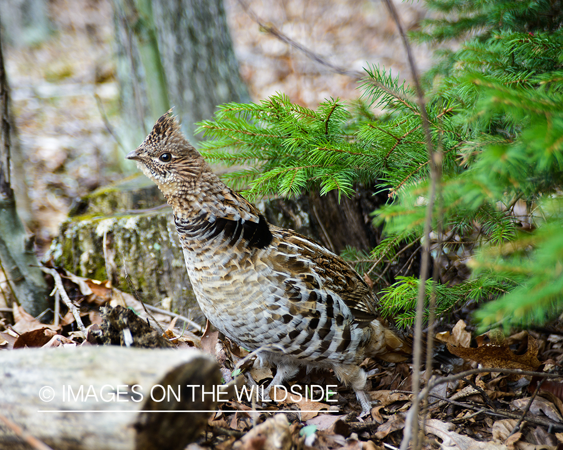 Ruffed Grouse.