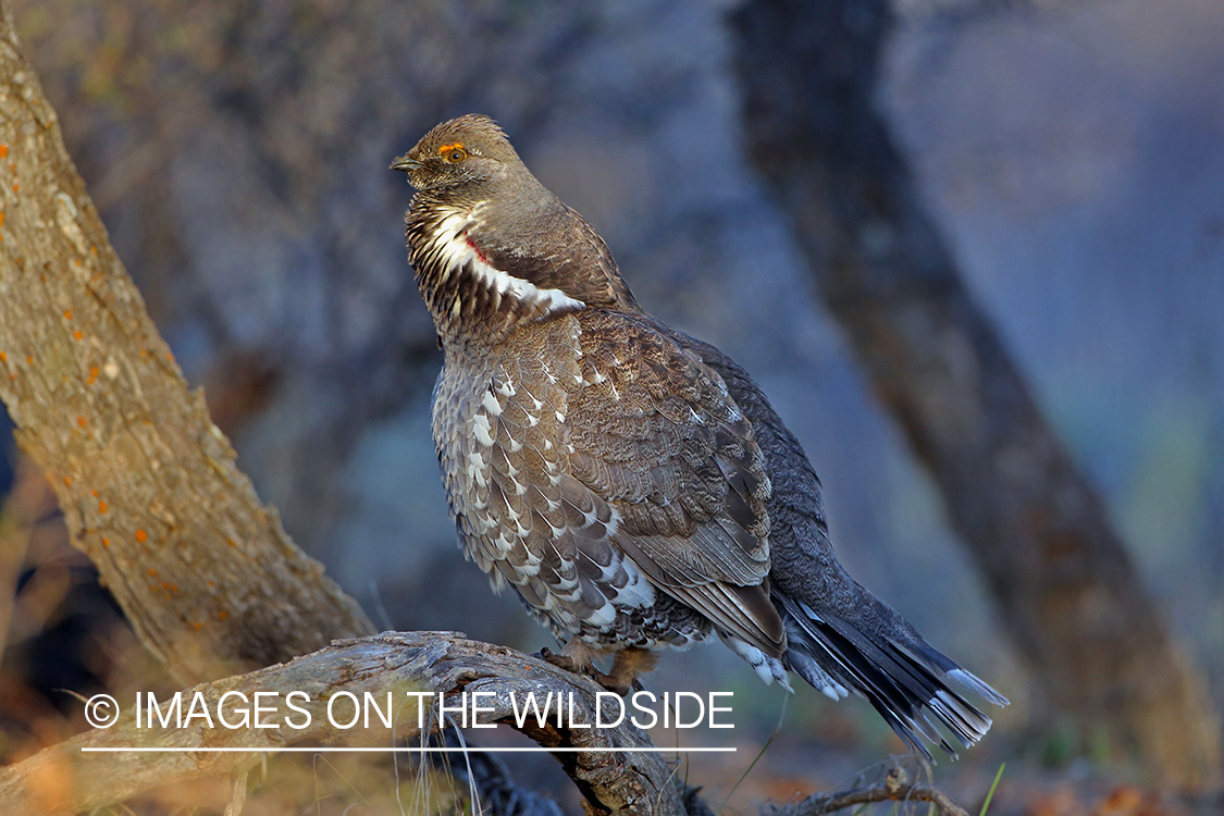 Dusky Grouse in habitat.