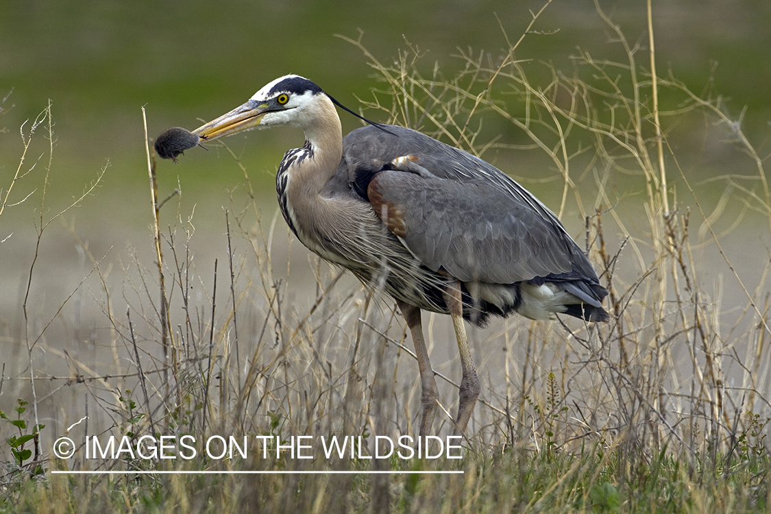 Great Blue Heron eating mouse.