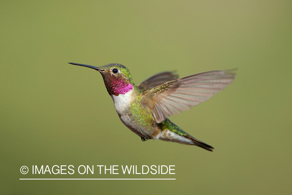 Hummingbird in habitat.